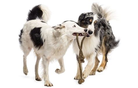 how to get dogs to get along with each other