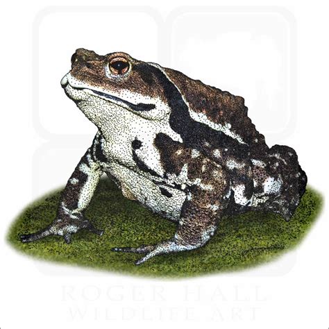 stock art drawing   japanese common toad