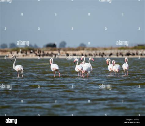 Flamingos Western Cape South Africa Africa Stock Photo Alamy