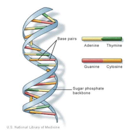 DNA and Other Naturally Occurring Polymers (GCSE Chemistry) - Study Mind