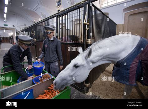 Horse Feeding Time At The Spanish Riding School Stables Vienna Stock