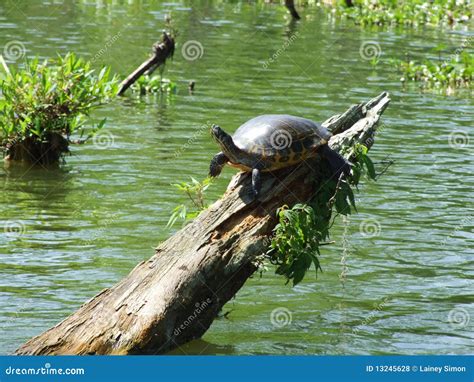 Tortue De Marais Photo Stock Image Du Ondes Martin