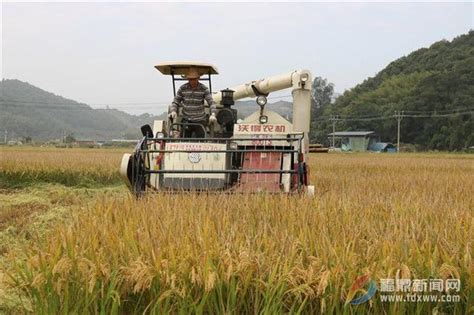 店下：萬畝水稻喜豐收 每日頭條