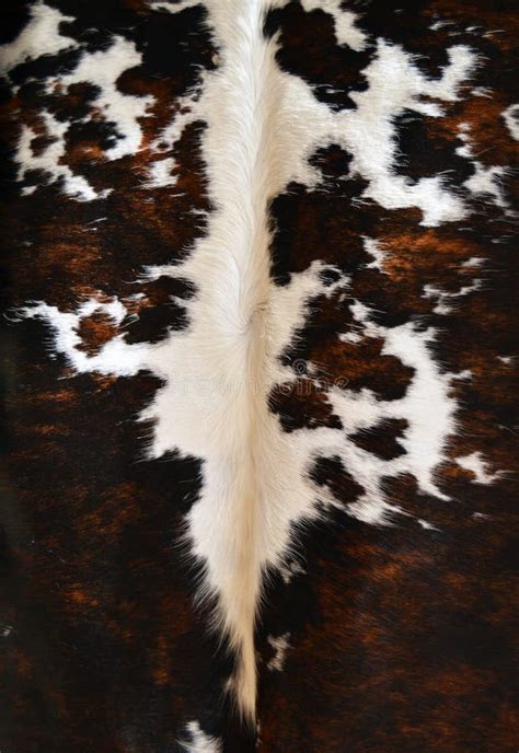 White And Brown Cowhide Texture Background For Manufacturing Leather