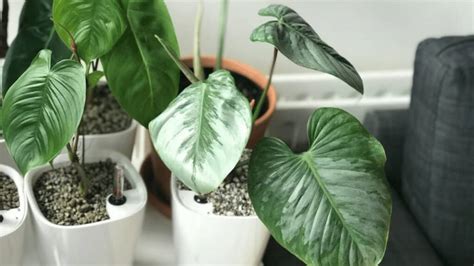 Lechuza Pon Review - Best Guide in 2023