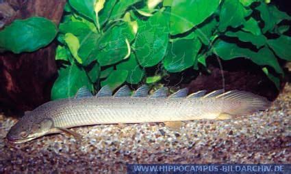 Polypterus Senegalus Alias Nigeria Polypterus Senegal Polypterus