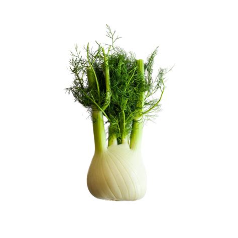 Fennel Taste The Ultimate Guide On Fennel