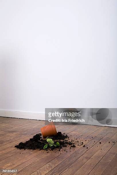 Knocked Over Potted Plant Photos And Premium High Res Pictures Getty