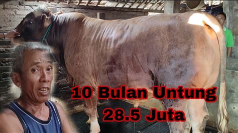 Inspiratif Bulan Untung Juta Pelihara Sapi Jumbo Persiapan