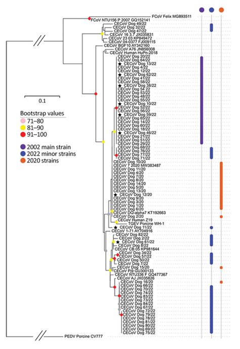 Emerging Variants Of Canine Enteric Coronavirus Associated With