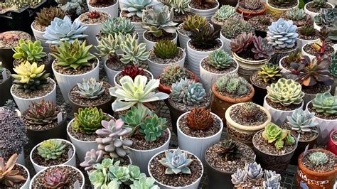 Азы ухода за суккулентами - самые важные моменты для новичков - YouTube