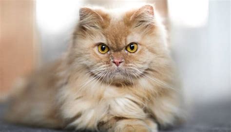 Blonde Cats Everything You Need To Know Tuxedo Cat