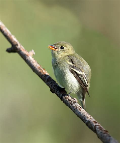 Yellow Bellied Flycatcher By Mark Rayment Birdguides