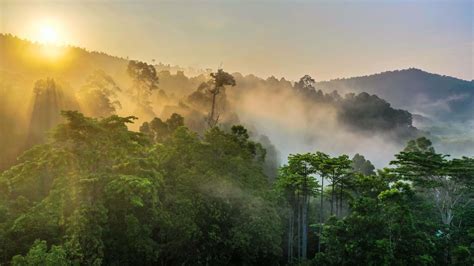 borneos orangutans rainforest adventure hays travel