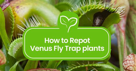 How To Repot Venus Fly Trap Plants A Step By Step Guide Plant