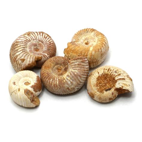 Perisphinctes Ammonite Fossils 5 Pack
