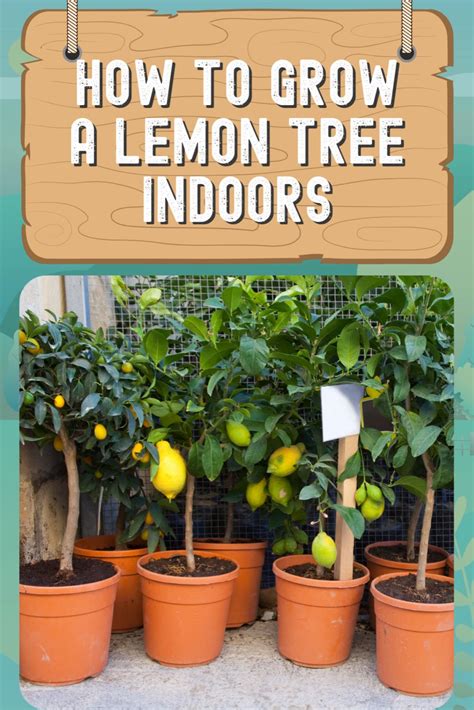 How To Grow A Lemon Tree Indoors Artofit