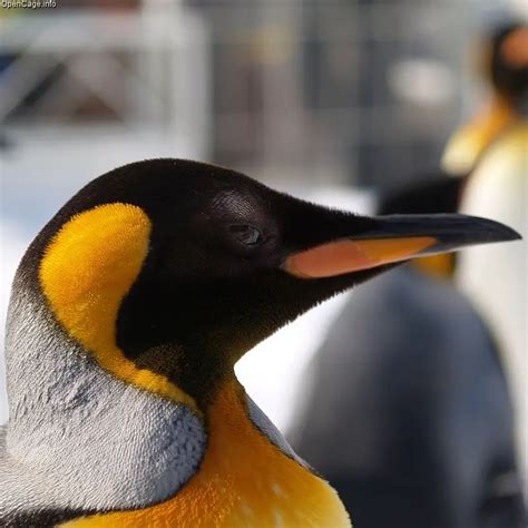 King Penguin Facts for Kids – King Penguin Diet & Reproduction