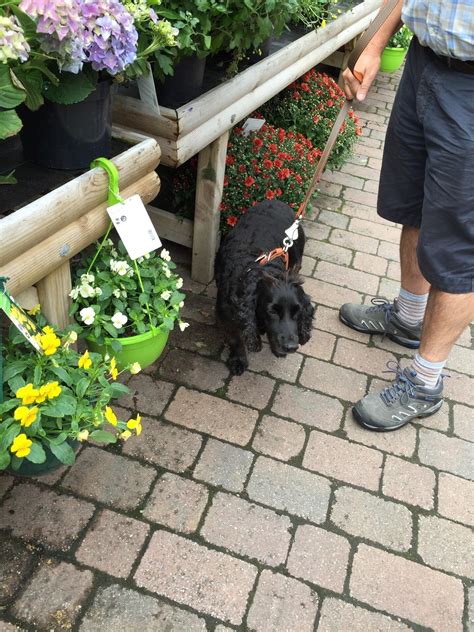 John Browns Garden Centre - Three Legged Cross - Nextdoor