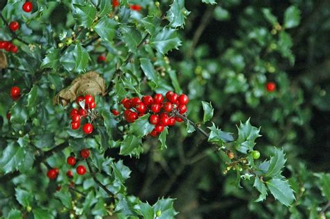 Growing Holly Bushes: How To Grow And Care Of Holly Bushes