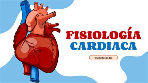 Solution Fisiologia Cardiaca Studypool