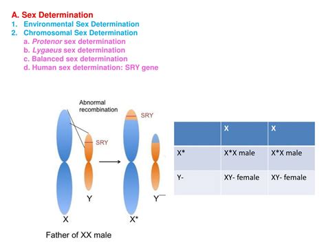 Ppt Interactions In Sex Determination And Environmental Factors Powerpoint Presentation Id