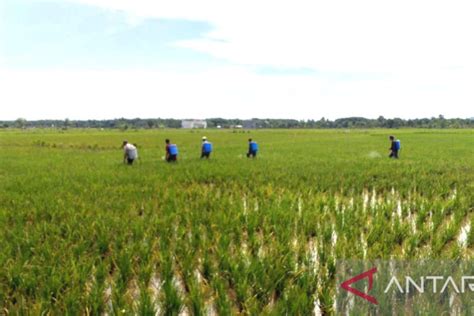 Bptph Kalsel Terus Tangani Virus Tungro Serang Hektare Lahan Padi