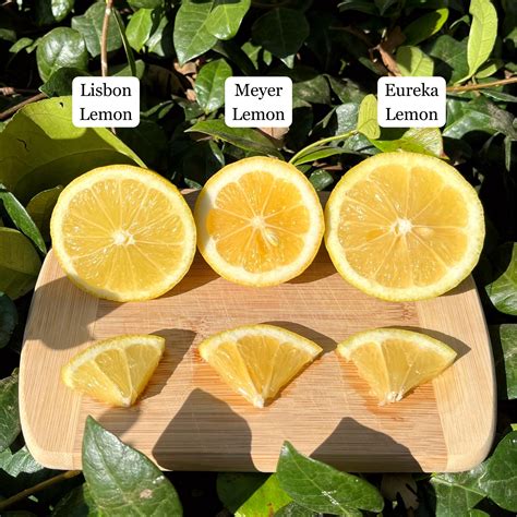 Eureka Lemon Semi Dwarf Tree Alder Oak Plants