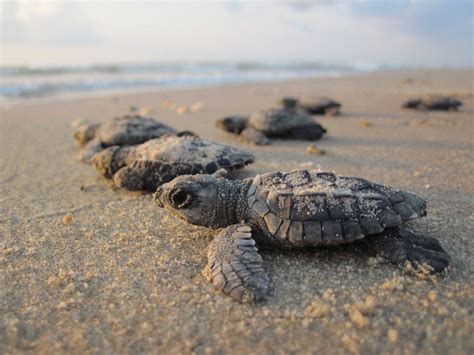 Liberaci N De Tortugas Puerto Escondido