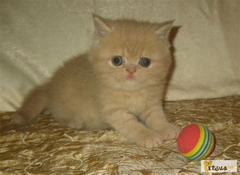 Экзотик, Харьковская обл — PetsUA