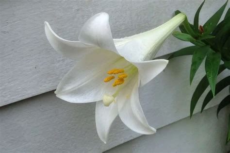 Lilium-Longiflorum | Environment Buddy