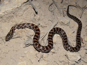 Prairie Kingsnake Facts and Pictures | Reptile Fact