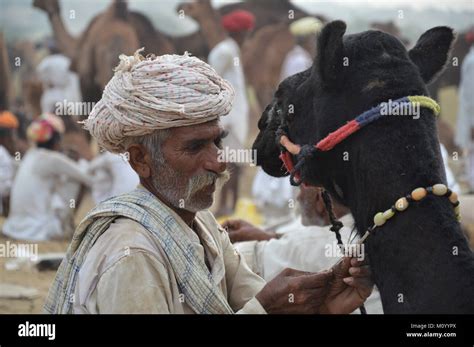 Pushkar Camel Fair Stock Photo Alamy