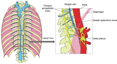 Role Of Splanchnic Circulation In The Pathogenesis Of Heart Failure