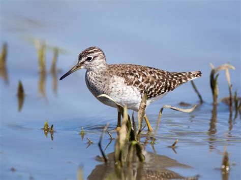 Wood Sandpiper Bird Facts (Tringa glareola) | Birdfact