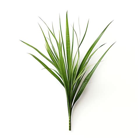 Premium Ai Image Carex Muskingumensis Muted Green A Palm Sedge Leaf