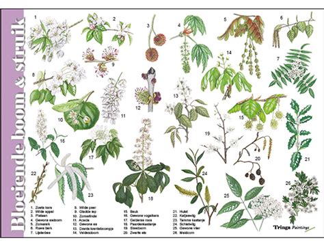 Clipart Bomen Determineren