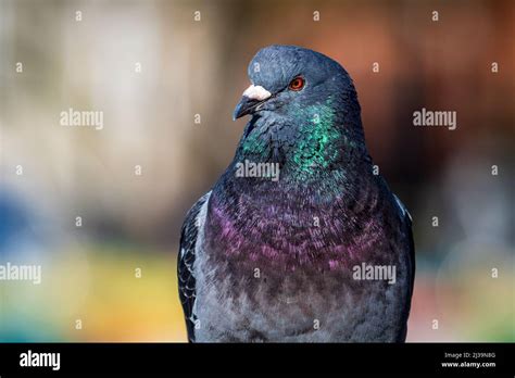 Rock Dove Columba Livia Also Known As The Rock Pigeon Feral Pigeon