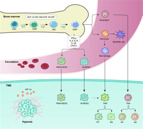 Stages Of Mdsc Differentiation And Accumulation Hematopoietic Stem