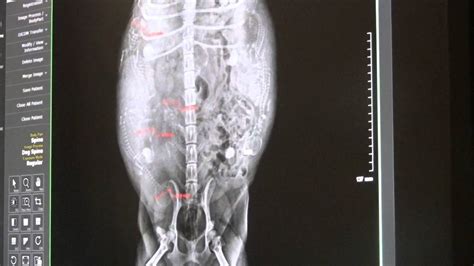 Pregnancy And Xrays In Dogs Youtube