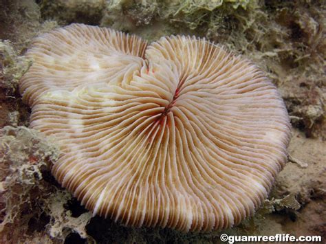 Fungia Guamreeflife