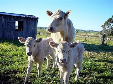 Top 10 Cattle Breeds In Australia Number 8 Looks Like A Typical Cattle