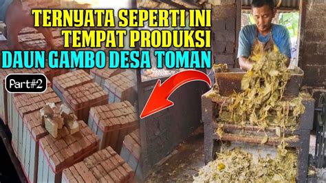 TERNYATA SEPERTI INI KEUNIKAN PRODUKSI GETAH GAMBIR DI DESA TOMAN