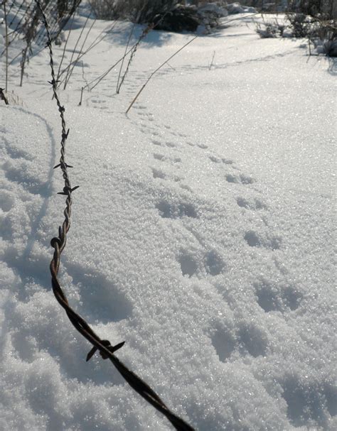 Footprints In Snow Animals at Minnie Clark blog