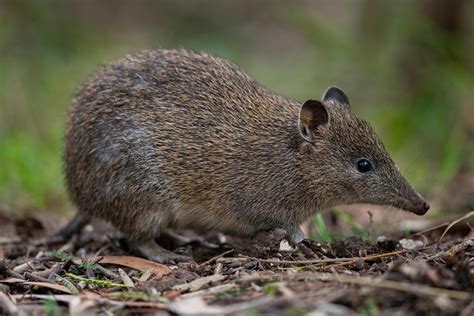 southern brown bandicoot isoodon obesulus cranbourne vi flickr