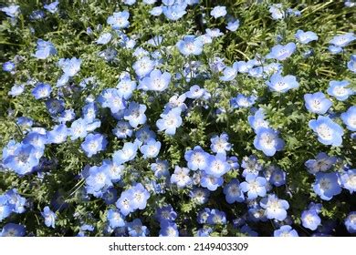 Closeup Clustered Blue Nemophila Flowers Stock Photo 2149403309 ...