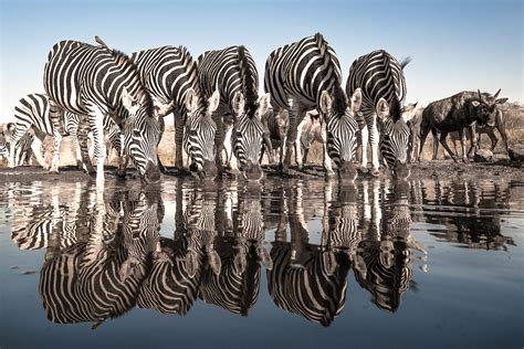 South African safari offers exquisite spots for wildlife photographers - CGTN