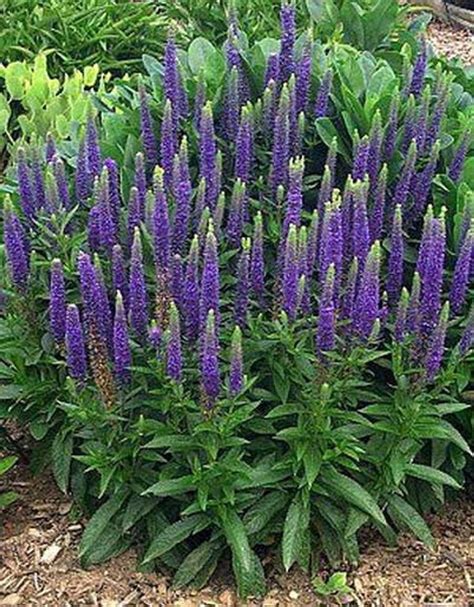 Veronica Speedwell Varieties At Robert Curl Blog