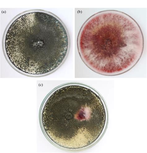 10 Day Old Colonies Of Fungi On The Potato Dextrose Agar Pda Medium