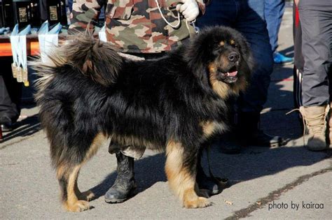 45 Best Mongolian Four Eyed Dog／mongolian Mastiff Images On Pinterest